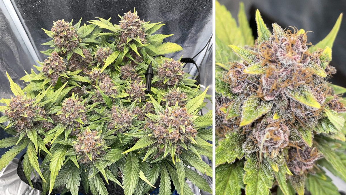 Purple Lemonade Auto 大麻品种周周种植指南 - 顶部俯瞰高尔夫球大小紫花苞；成熟大花苞近景