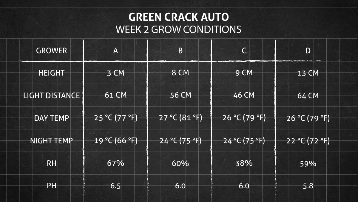 Green Crack Auto cannabis: week 2 grow conditions