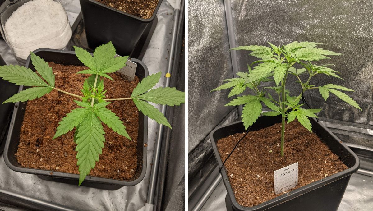 Tropicana Cookies Auto 대마 스트레인: 중기 생장기 | 톱핑 후 회복 중인 식물