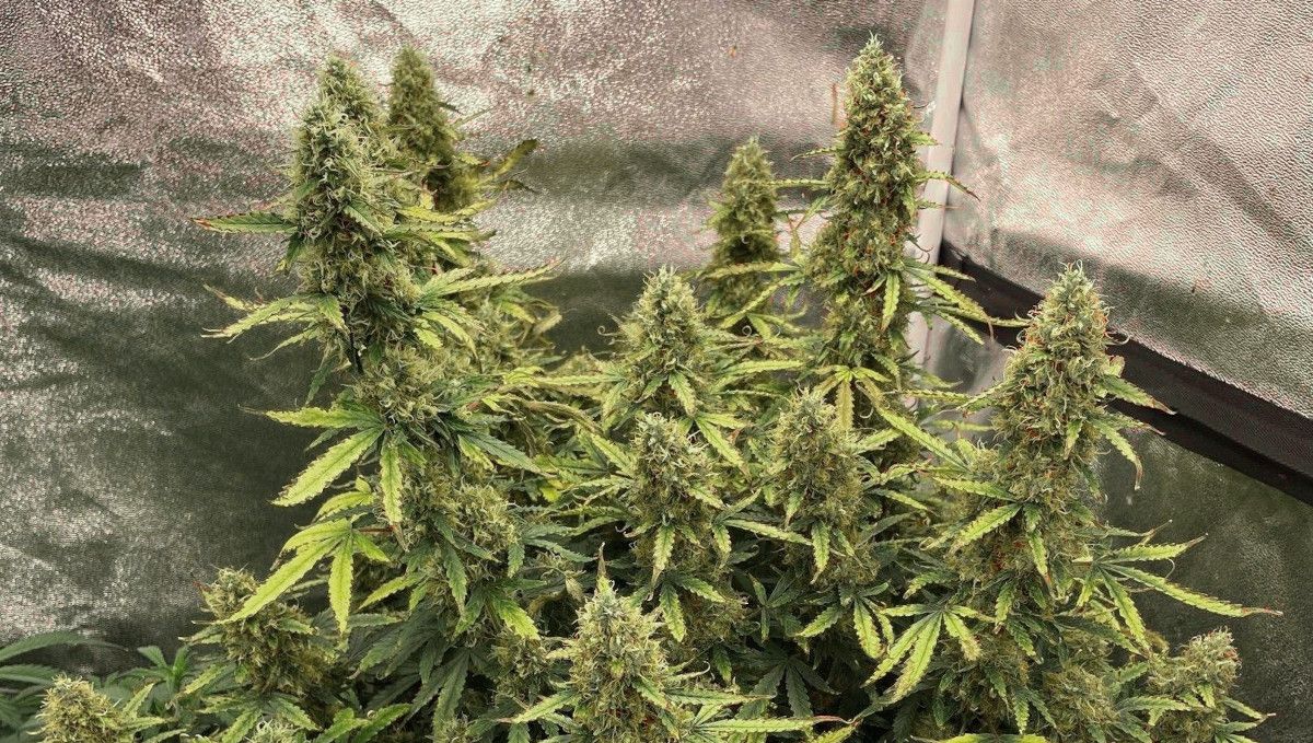 Californian Snow Auto cannabis strain: ripening and harvest | weeks 10 | a very large indoor autoflower with a great number of colas maturing in the final weeks before harvest
