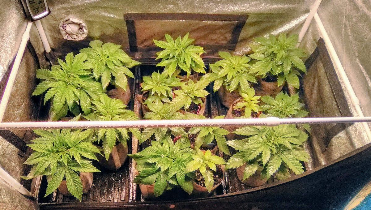 Strawberry Pie Auto Cannabis Strain Week-by-Week Guide: Many autoflowers in starter bags