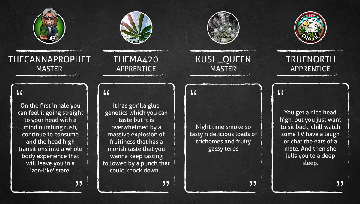 Gorilla Punch Auto 大麻品种：用户品吸感受