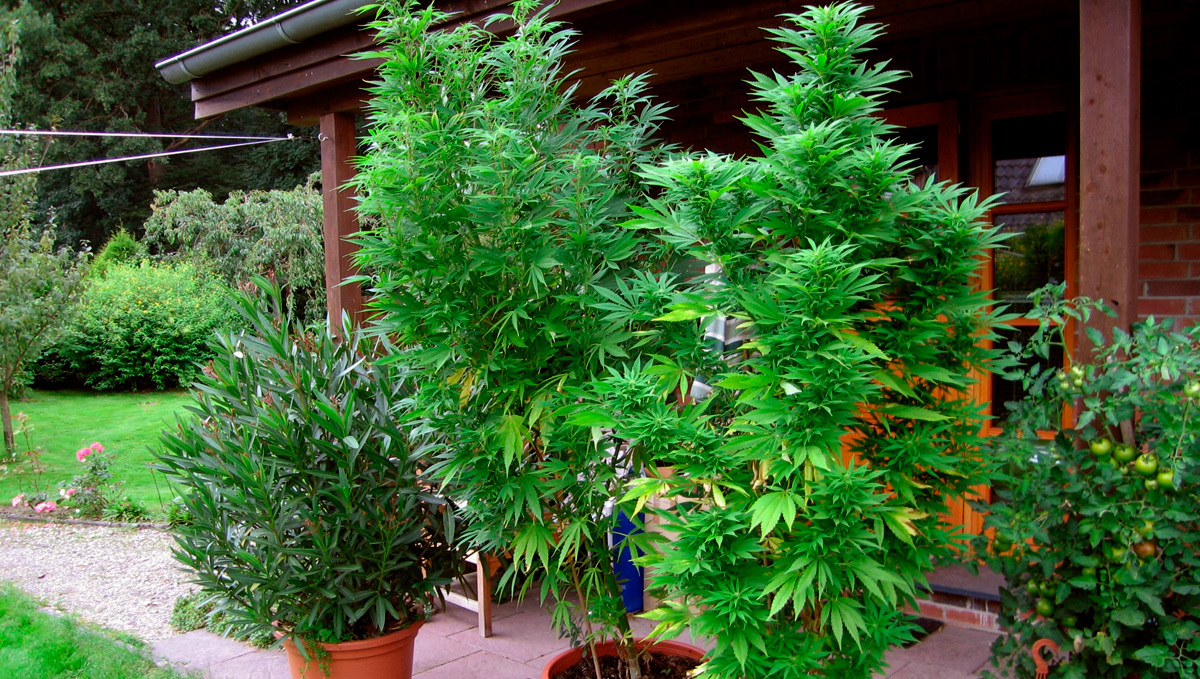 Thailand erlaubt den Anbau von Plants zu Hause: Zwei Plantspflanzen in Töpfen auf einer Veranda eines Landhauses