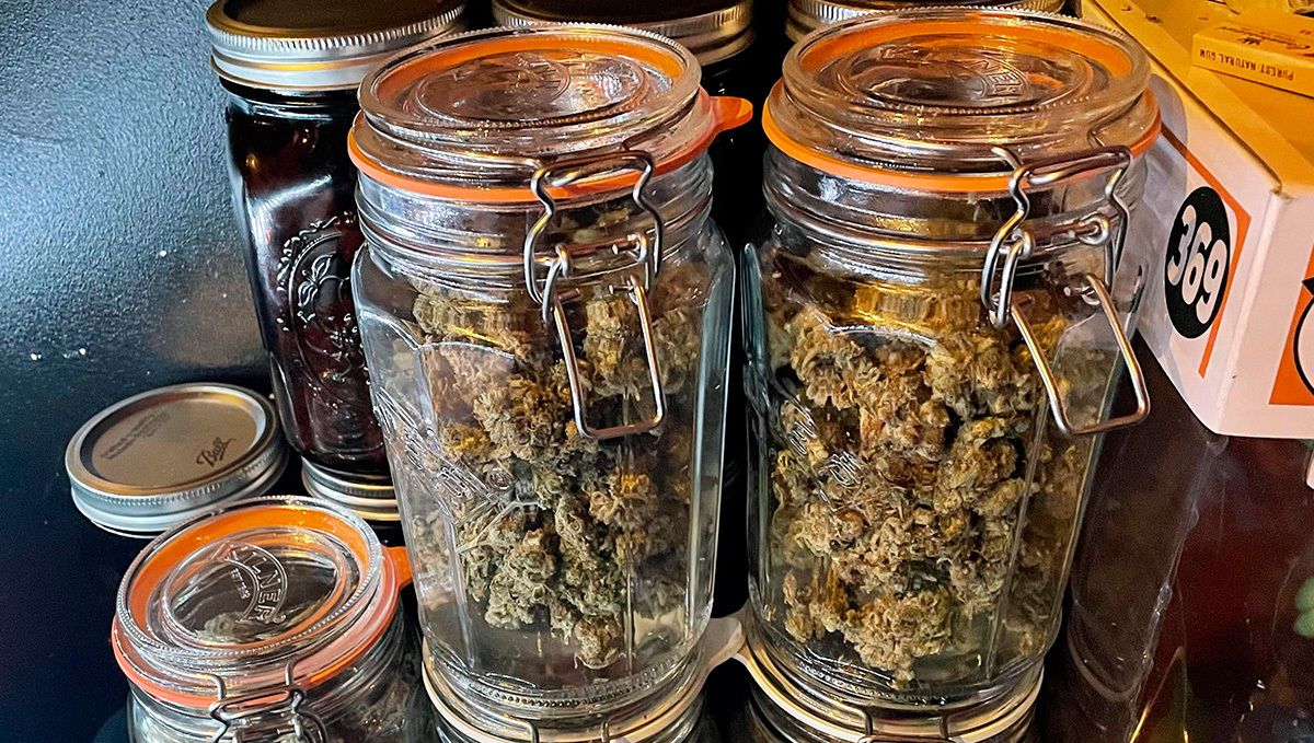 Cheese Auto Cannabis Strain Week-by-Week Guide: Curing buds