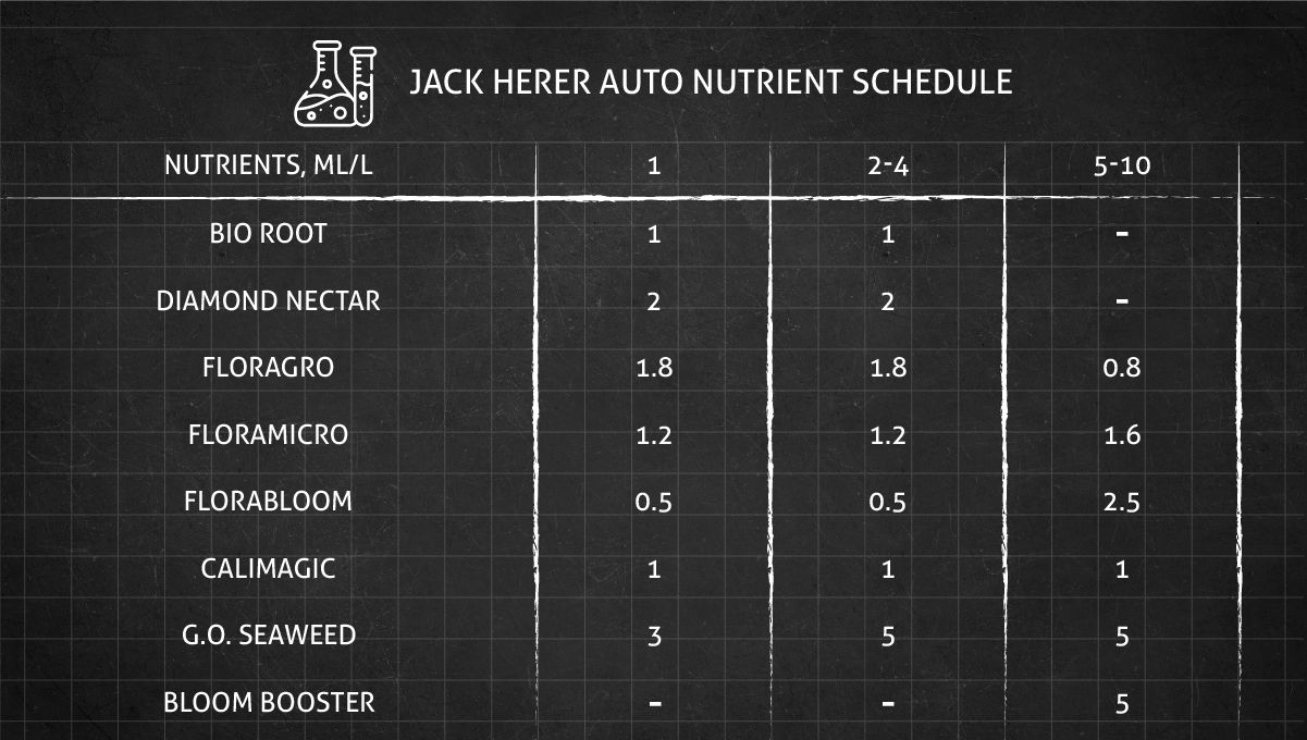 Jack Herer Auto cannabis strain: feeding chart for the vegetative and flowering stages