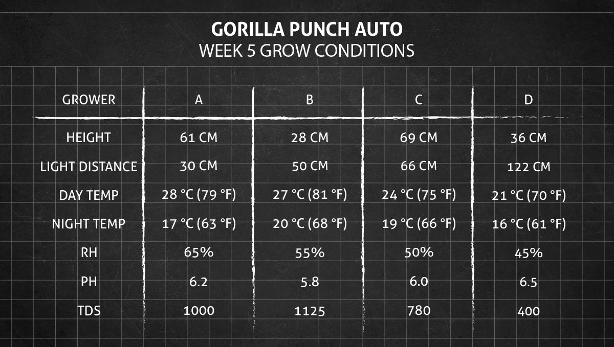Gorilla Punch Auto 大麻品种：第5周种植条件
