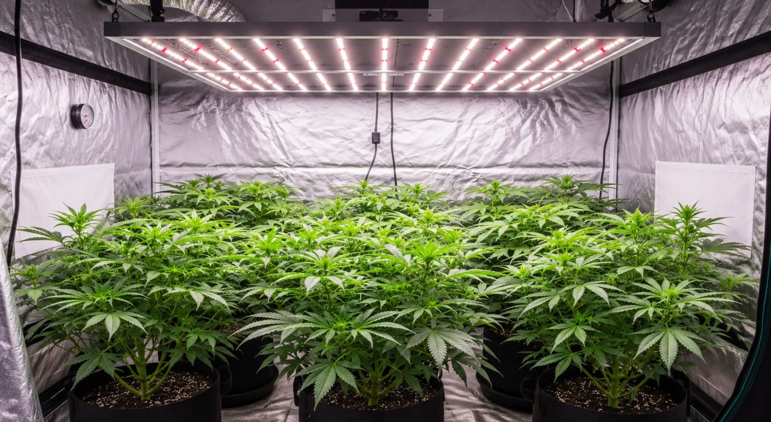 Can you grow autos with CFLs: LEDs and HIDs