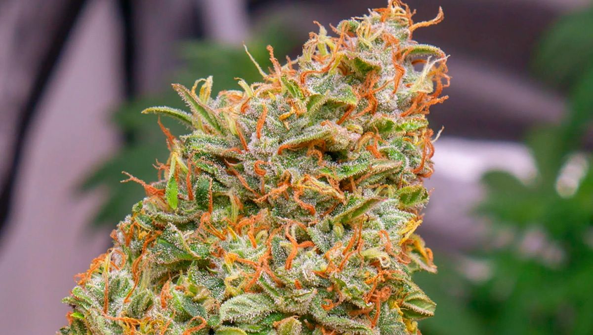 Girl scout cookies auto seed history: origins