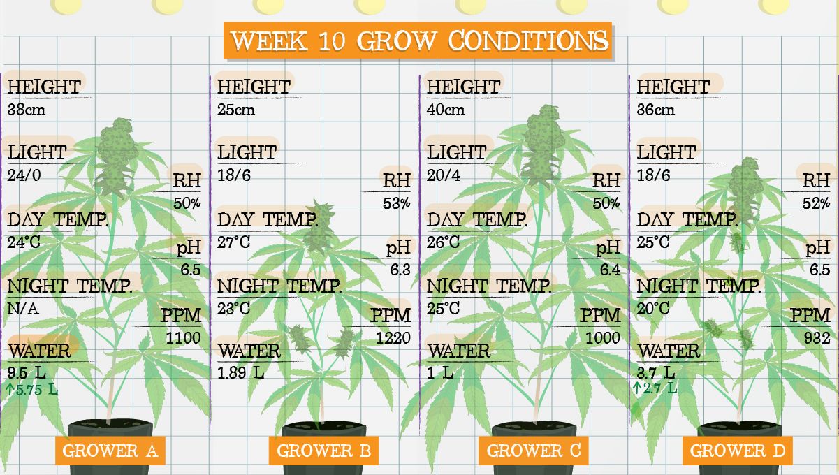 Gelato Auto Plants Seed Week-by-Week Guide: Grow conditions in week 10