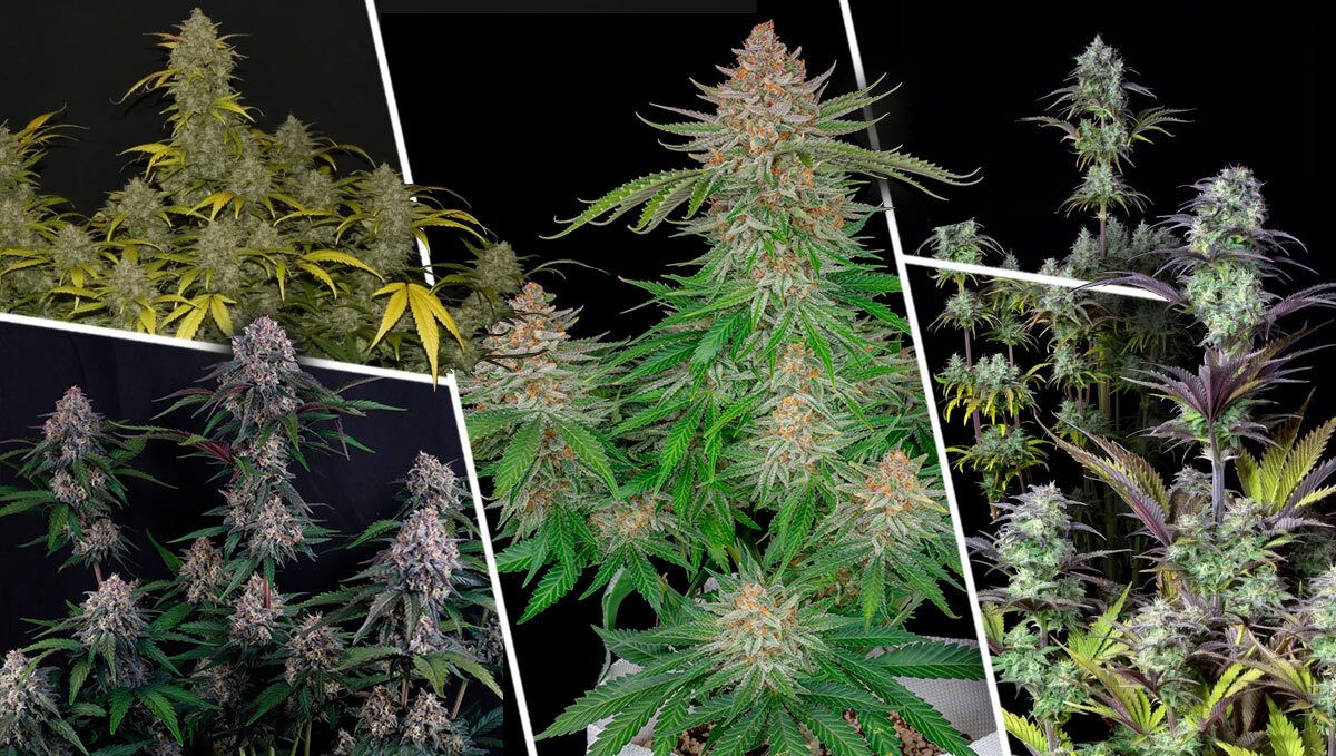 Hvad gør en kompakt strain fantastisk?