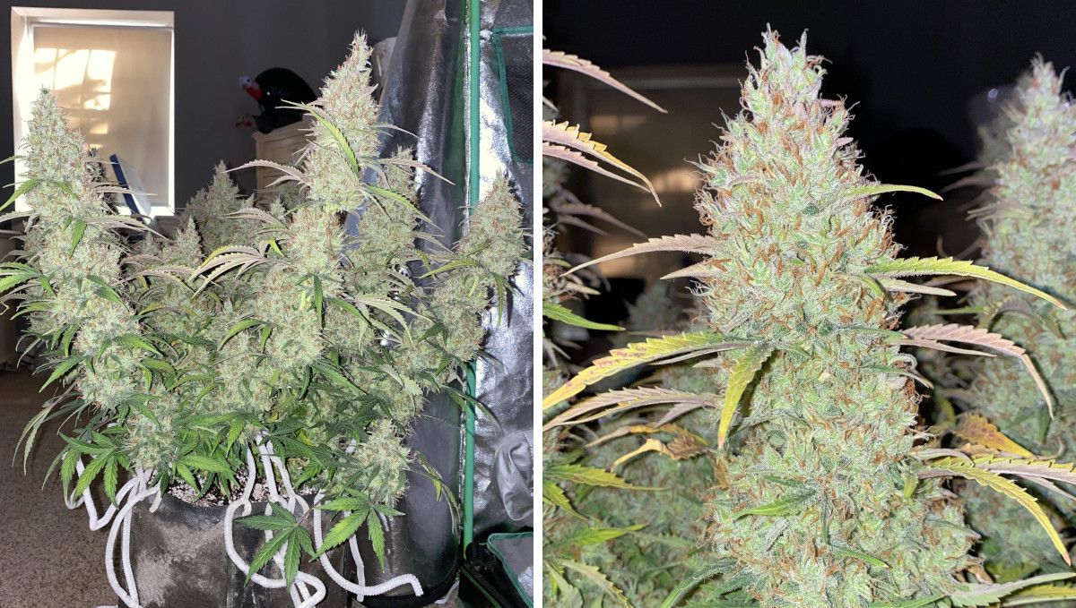 Pineapple Express Auto cannabis-variant: modning og høst | uke 10+ | stor plante med tykke colas og nærbilde av cola