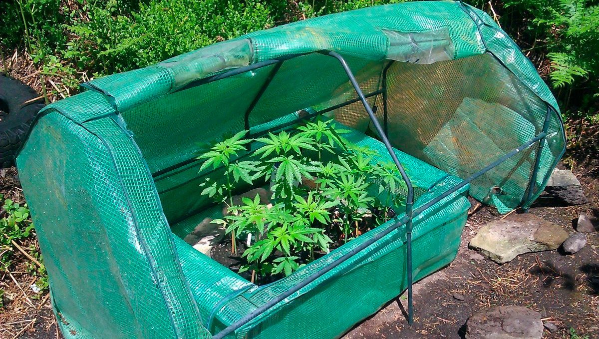 Can i grow auto plants outdoors: build a greenhouse