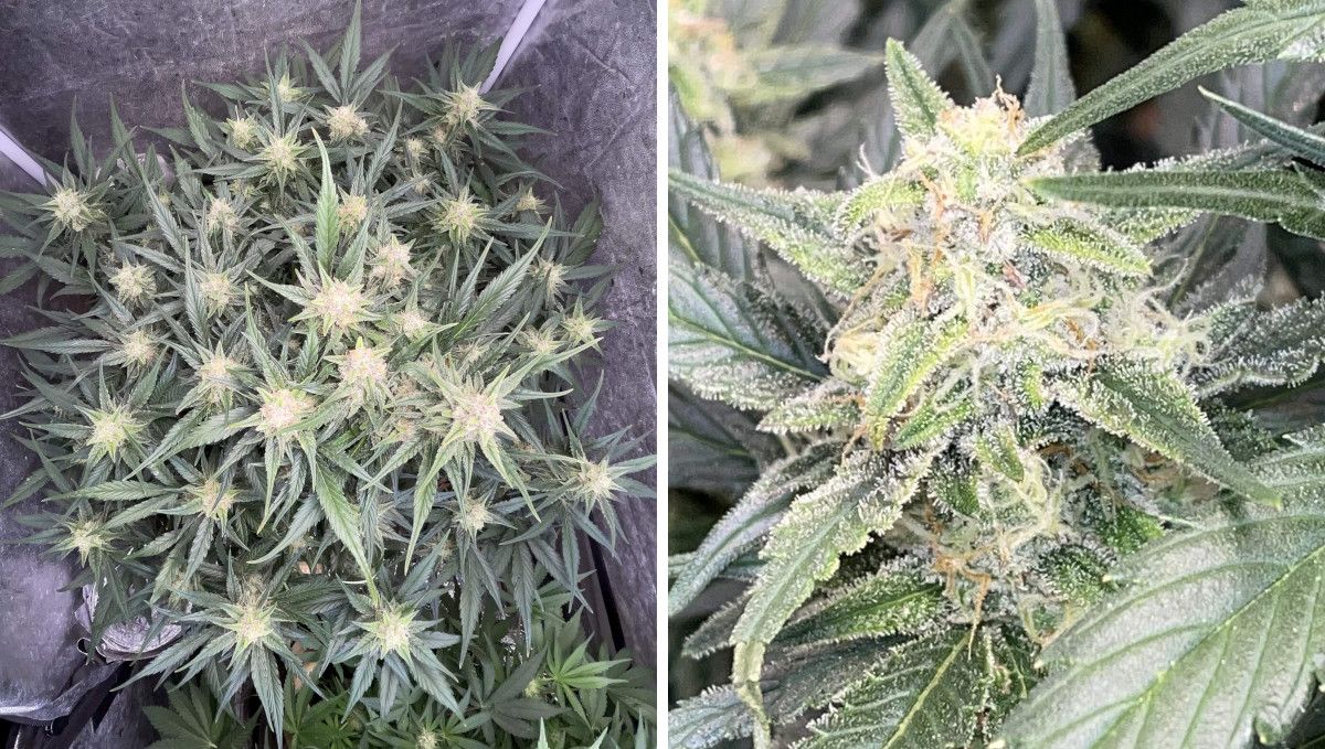 Gorilla Z Auto cannabis strain: mid flower (bulk phase) | weeks 8-9 | a top view of a marijuana plant in a grow tent and a closeup of a sticky cola