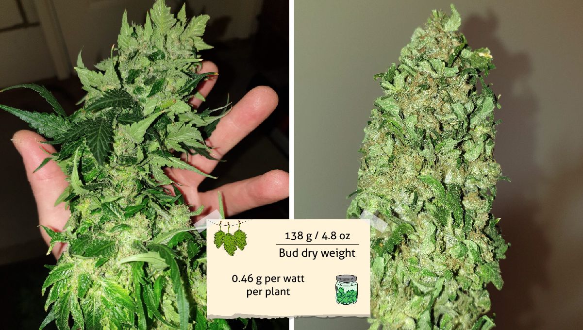 Orange Sherbet Auto Cannabis Strain Week-by-Week Guide: A chunky cannabis cola before and after a trim