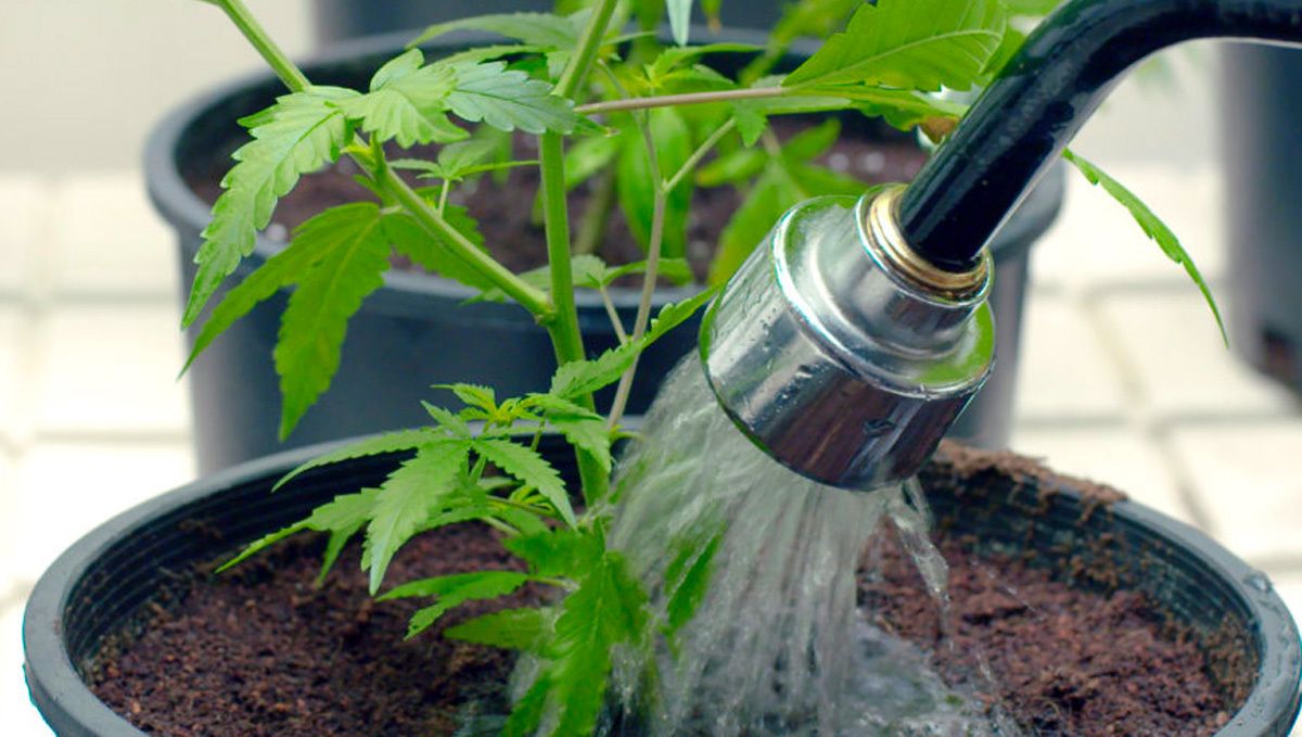 How to fix overwatered and underwatered plants plants: Underwatering and returns