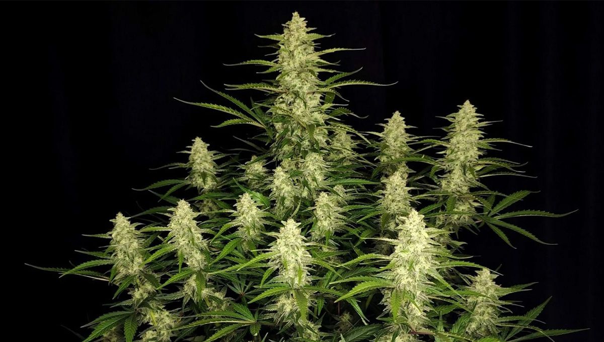 Five shortest autoflower strains: papaya cookies auto