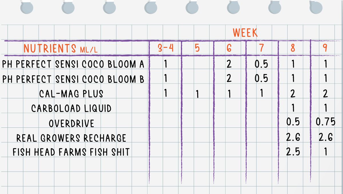 Forbidden Runtz Auto Plants Seed Week-by-Week Guide: A complete feeding schedule for weeks 3 through 9