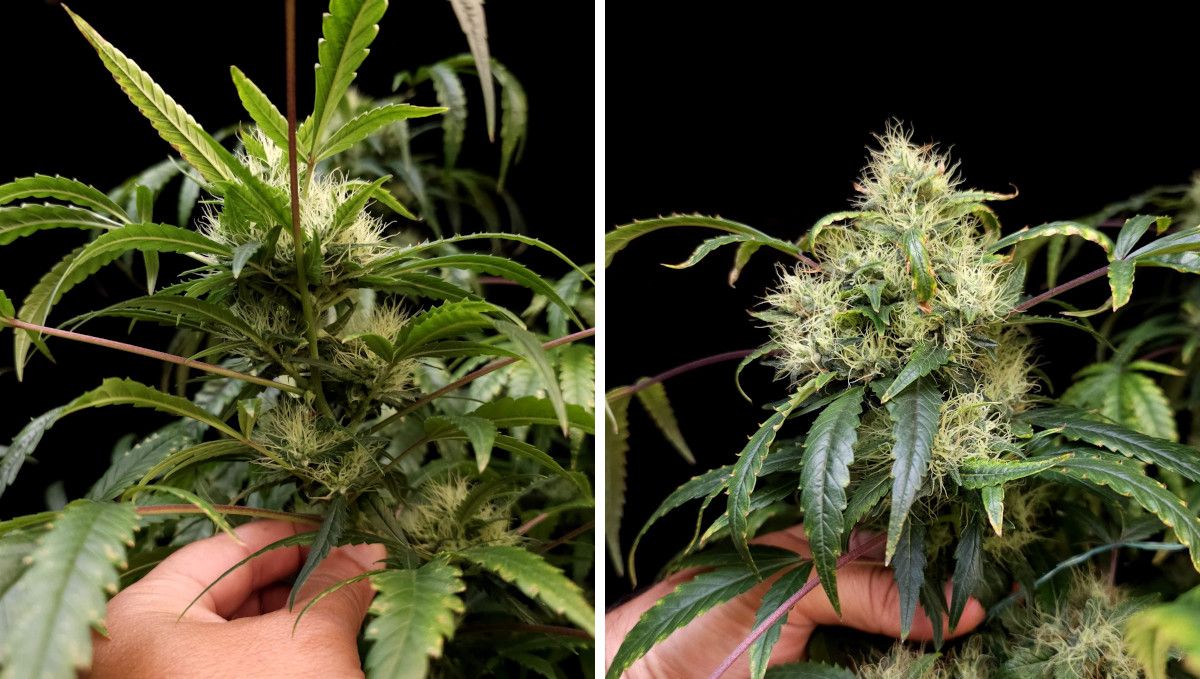 GG4 Sherbet FF cannabis strain: mid flower (bulk phase) | weeks 10-11 | bulky but white and fluffy buds
