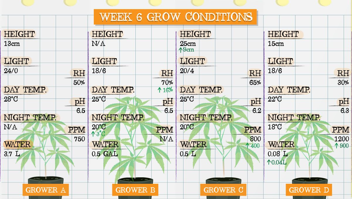 Forbidden Runtz Auto Plants Seed Week-by-Week Guide: Week 6 grow conditions