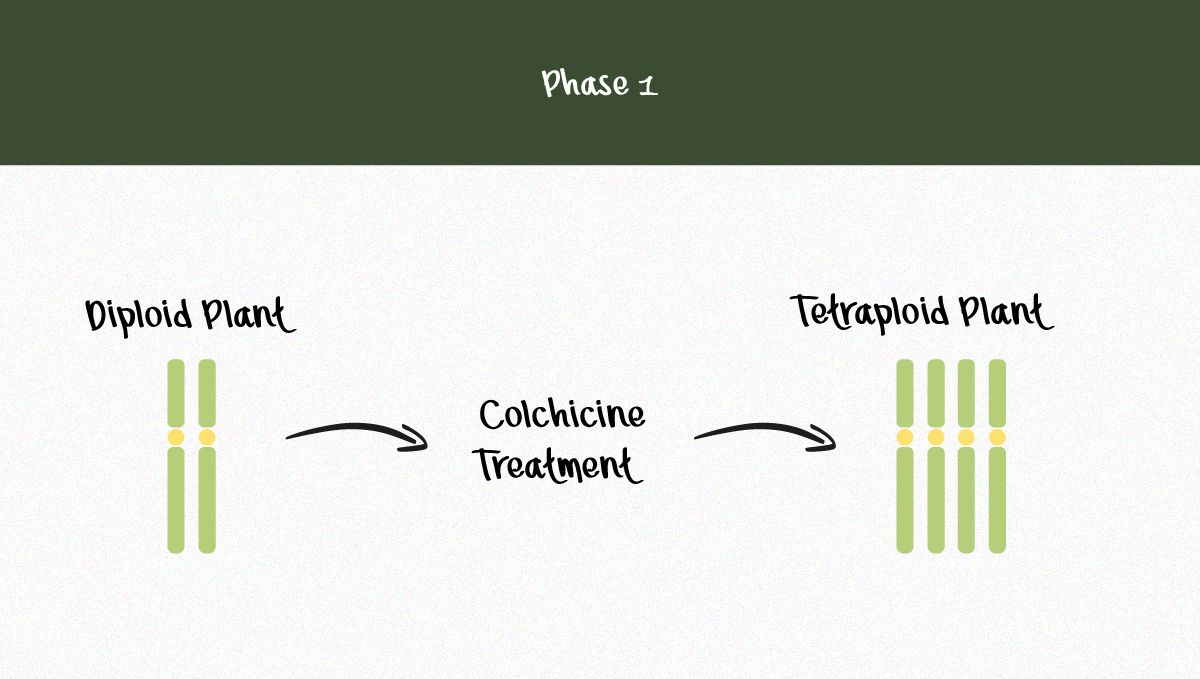 Das Potenzial der triploiden Genetik zur Revolutionierung der Plantsindustrie: Infografik zur Produktion von Triploiden (Phase 1)