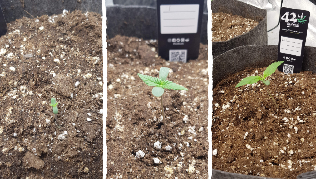 Cinderella auto week-by-week guide: germination