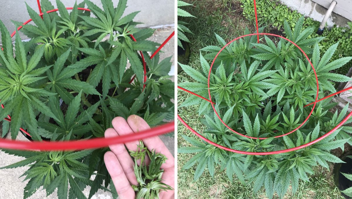 Gorilla Cookies FF cannabis strain: mid veg | an outdoor plant in a portable grow bag topped and trellised