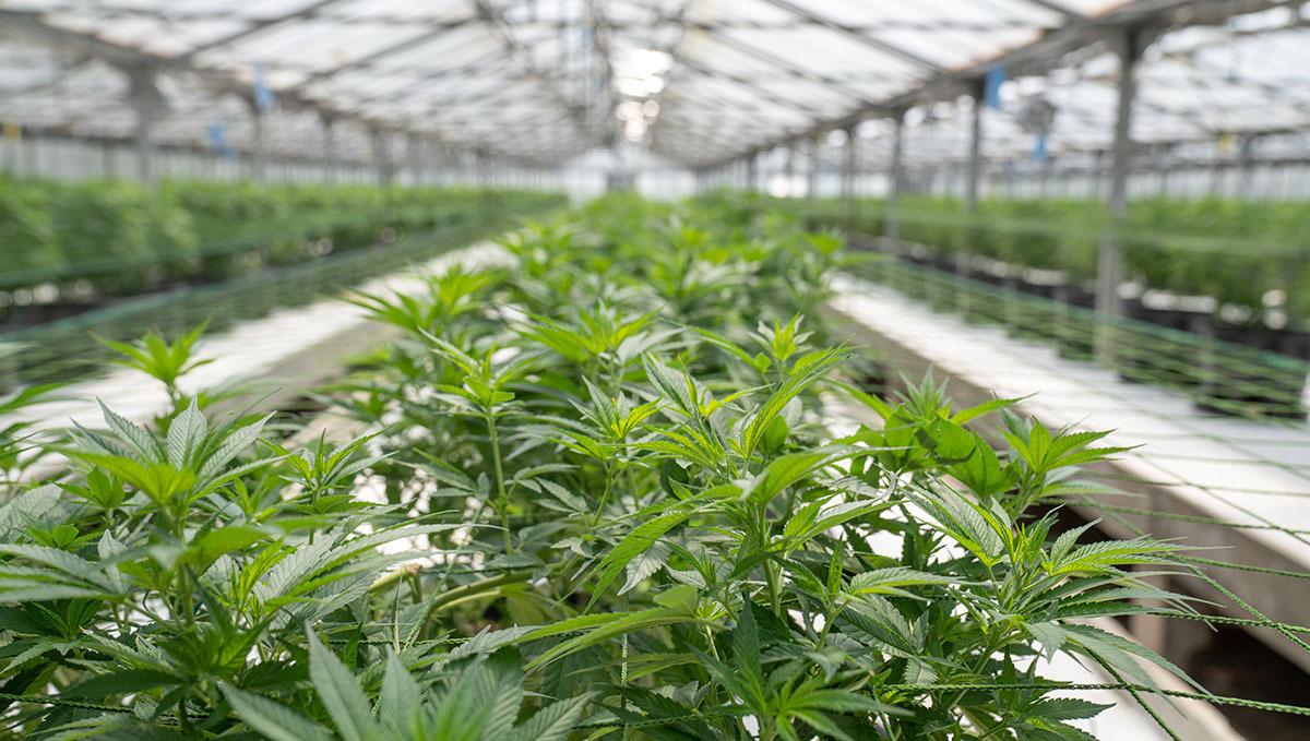 France To Produce Its Own Medical Plants: A vegetating plants plant with a large industrial-size greenhouse in the background