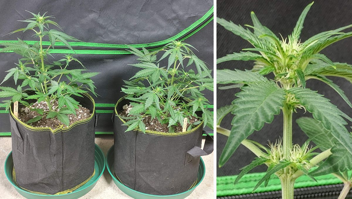 Purple Punch Auto Plants Seed Week-by-Week Guide: Two naturally growing autos in textile containers and a closeup of a flowering top