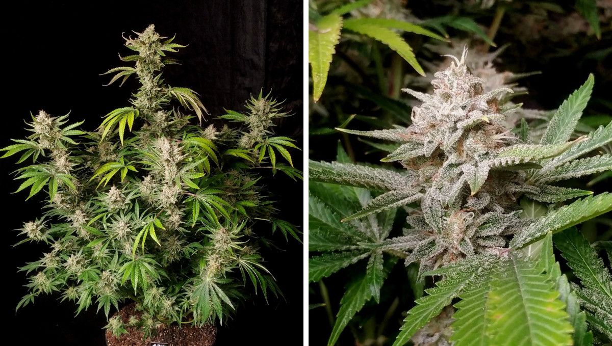 Cherry Cola Auto: ดอกใหญ่ ใบเริ่มซีด