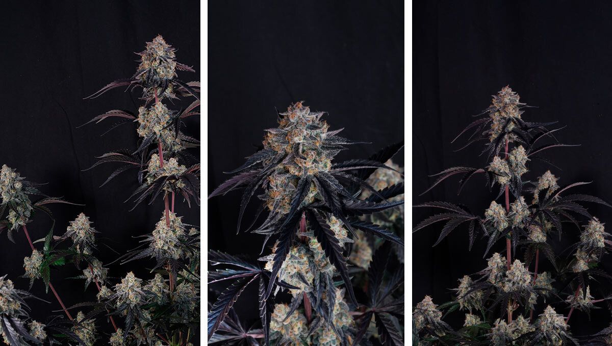 lemo cherry sundae