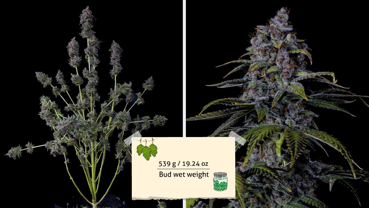 Purple Lemonade FF कैनाबिस स्ट्रेन: यील्ड | हार्वेस्ट से पहले ट्रिम हुआ पौधा