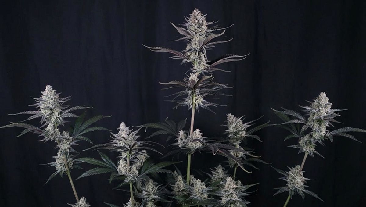Mendo Guava