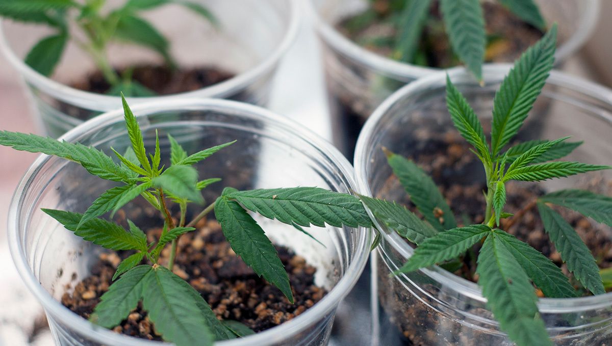 Cannabis cuttings: what exactly is cloning cannabis? Cannabis cuttings: what exactly is cloning cannabis?