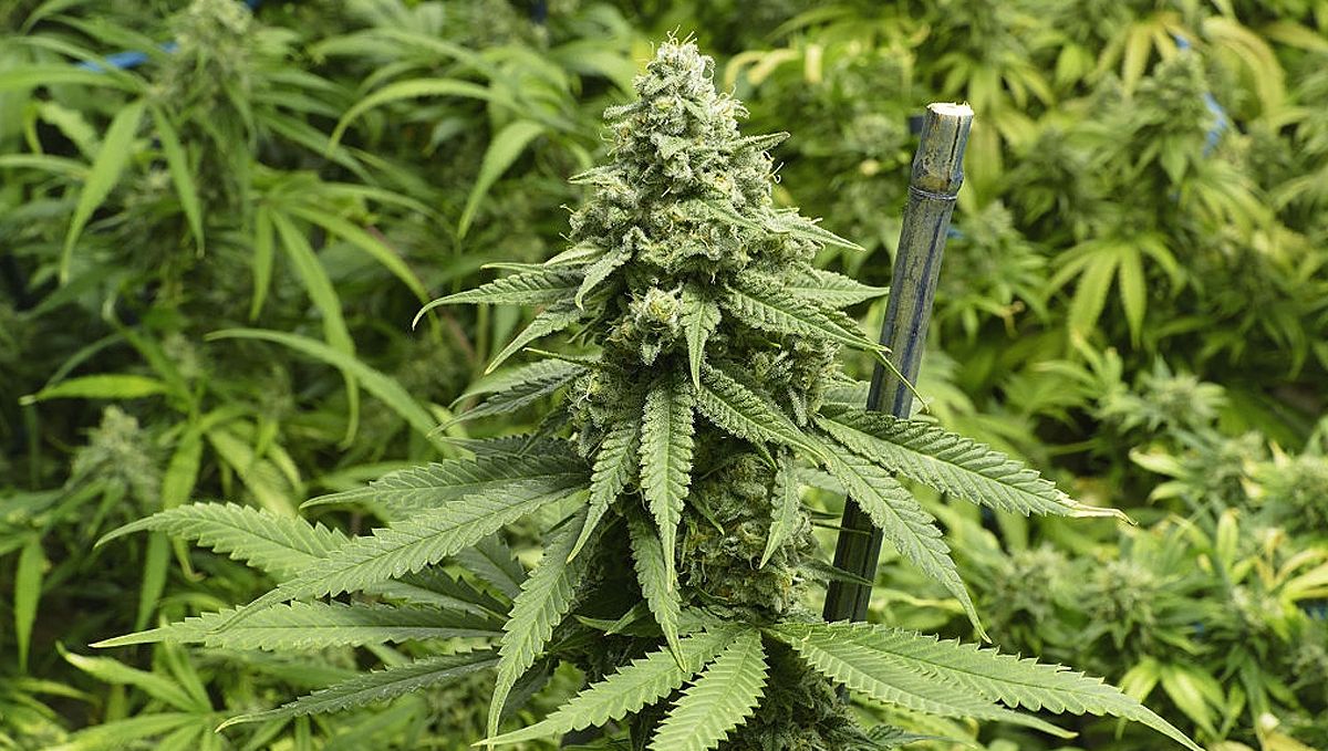 Top 5 cheap autoflowering seeds: Autoflowers can grow throughout the year Top 5 cheap autoflowering seeds: Autoflowers can grow throughout the year