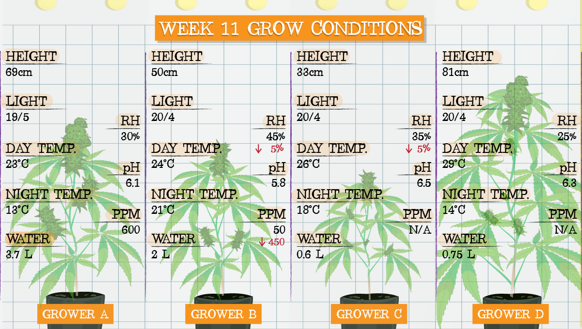 Strawberry Pie Auto Plants Seed Week-by-Week Guide: Week 11 grow conditions