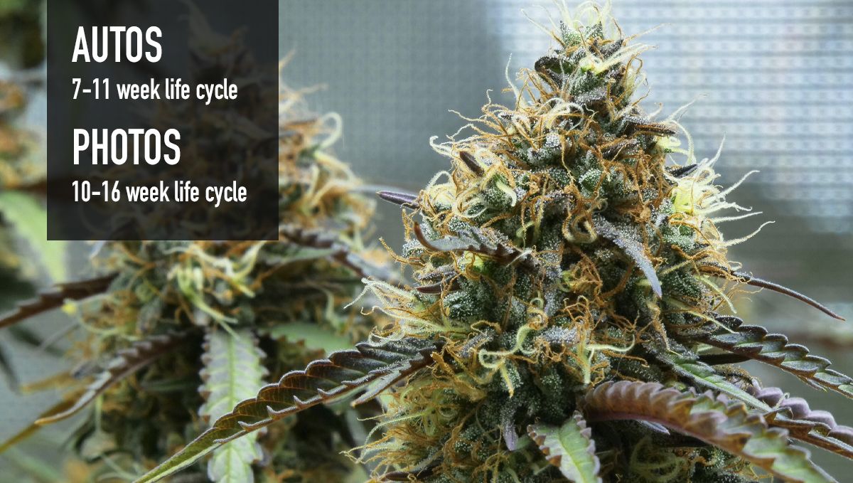 Why should beginners grow autoflowers?: they are super fast