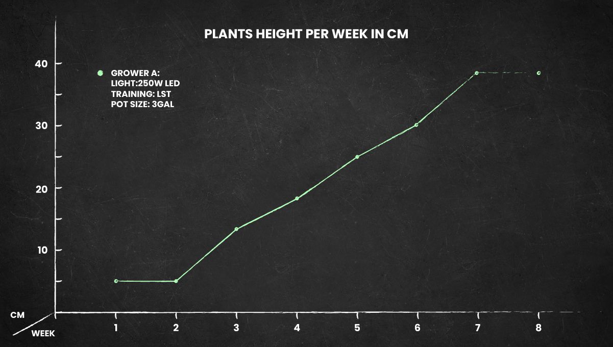 Girl Scout Cookies Auto plants seed: height chart