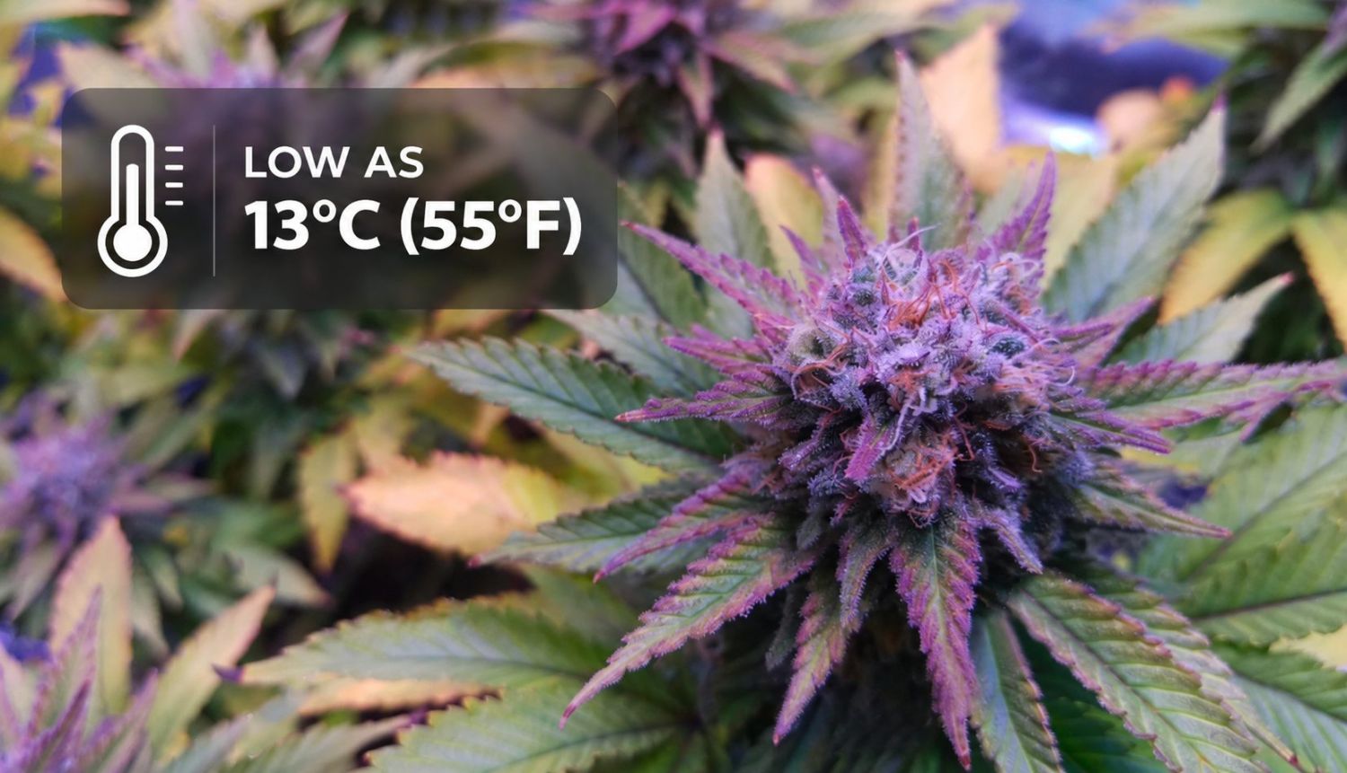 How do i turn my buds purple: how to promote purple buds