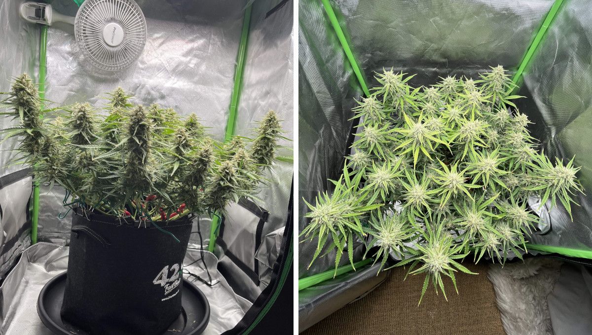 Amnesia Z Auto cannabis strain: mid flower (bulk phase) | weeks 8-9 | a compact, low-profile indoor autoflower with big buds