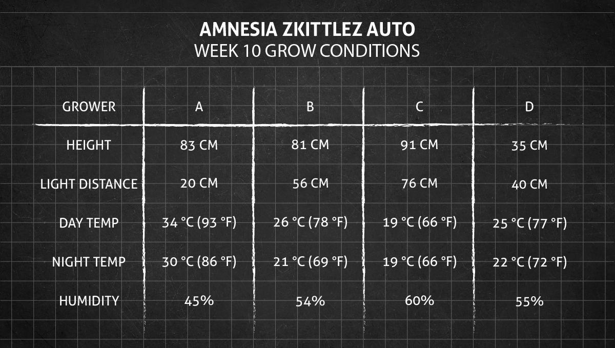 Amnesia Z Auto cannabis strain: week 10 grow conditions