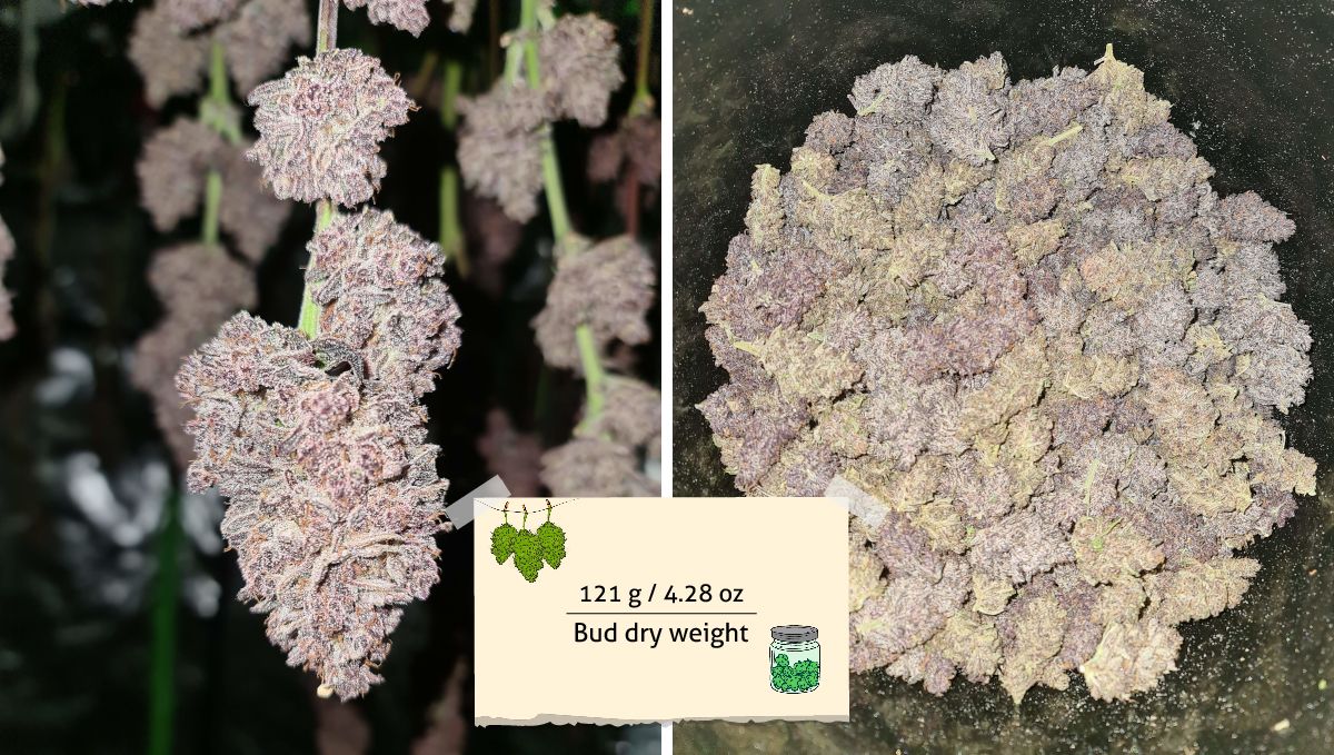 Gorilla Punch Auto 大麻品种：产量 | 花苞采收前后对比