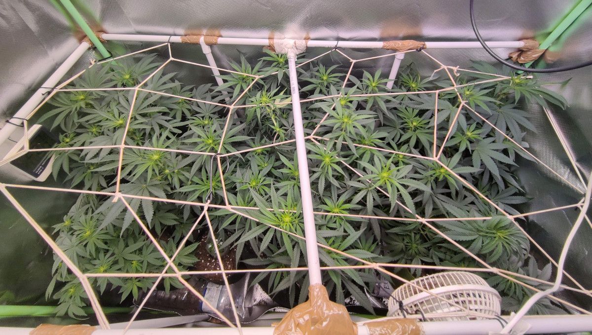 Tropicana Cookies FF cannabis strain: transition (pre-flower) | week 7 | indoor weed plants under a ScrOG net starting to form the first flowers