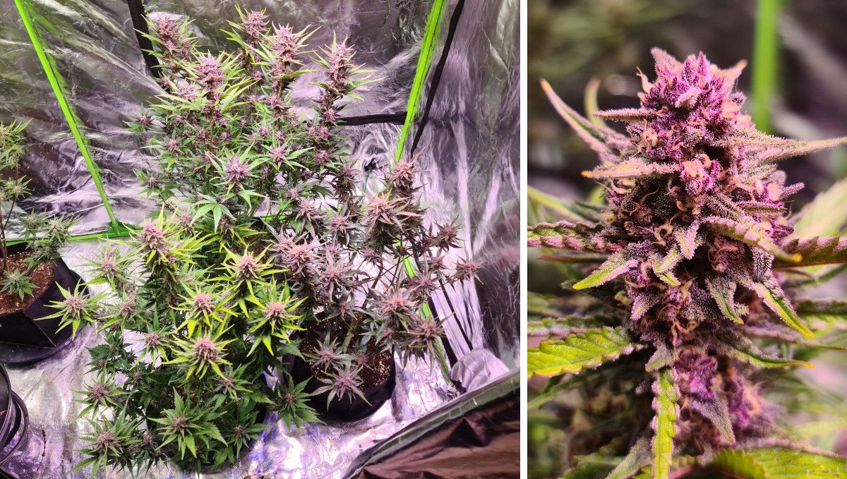 Gorilla Punch Auto 大麻品种：花期中期（膨大期）| 第8-9周 | 帐篷内紫色植株、紫色花顶特写