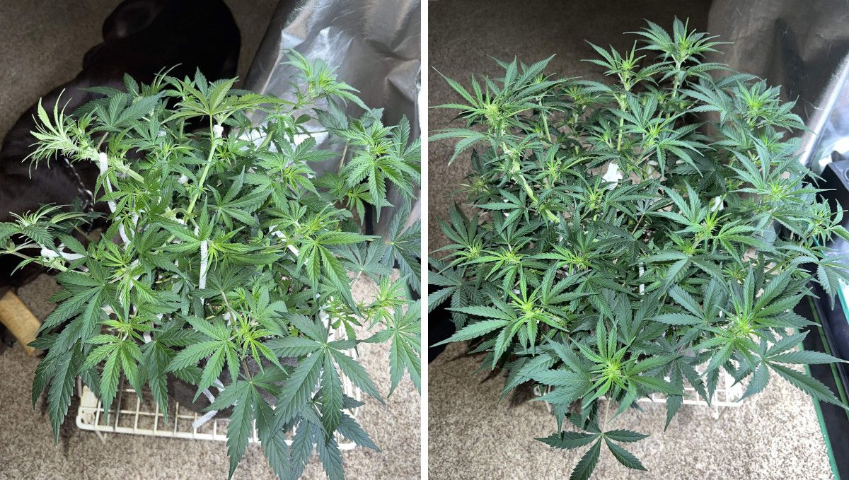 Amnesia Z Auto cannabis strain: transition (pre-flower) | week 5 | a heavily trained indoor autoflower