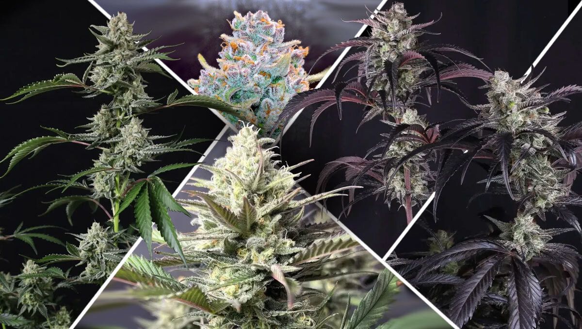 What Makes a Mold-Resistant Strain Great?