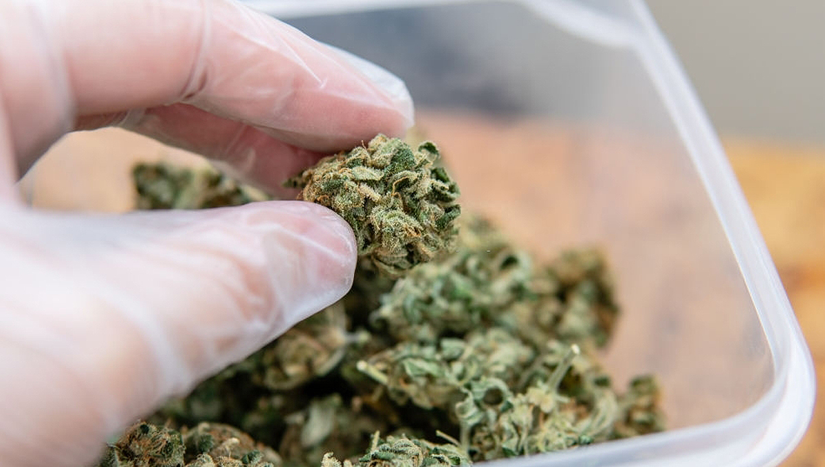 Colombia Poised to Become Leading Exporter of Plants: A gloved hand holding a dry and trimmed marihuana bud