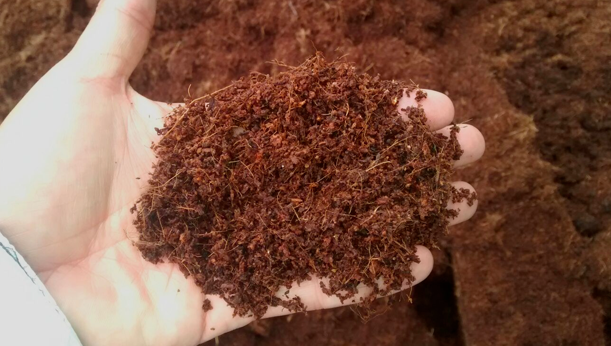 How to grow autos in coco coir: how to use it? How to grow autos in coco coir: how to use it?