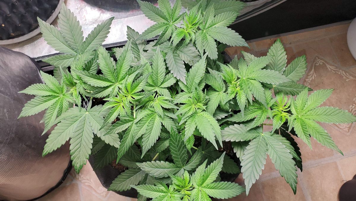 GG4 Sherbet FF cannabis strain: mid veg | weeks 3-6 | a very low-profile plant with a flat canopy