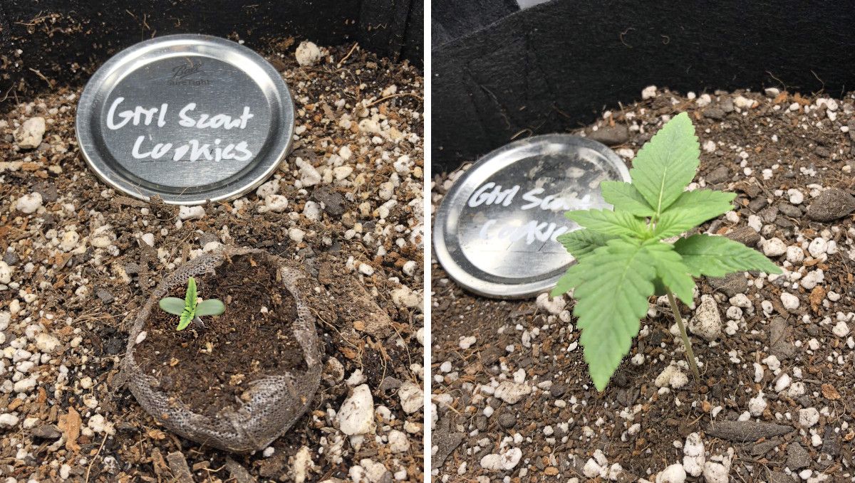 Girl Scout Cookies Auto Plants Seed Week-by-Week Guide: A plants seedling in a jiffy plug planted in a fabric pot on day 2 and the same seedling at the end of the first week