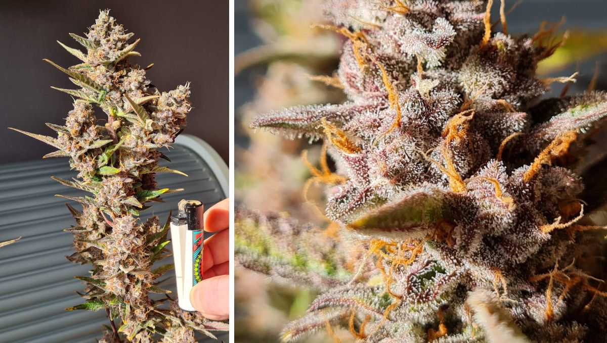 Banana Purple Punch Auto भांग स्ट्रेन: मिड फ्लावर (थोक फेज) | सप्ताह 7-8 | बैंगनी फूल पकते हुए